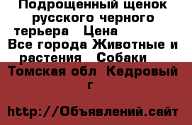 Подрощенный щенок русского черного терьера › Цена ­ 35 000 - Все города Животные и растения » Собаки   . Томская обл.,Кедровый г.